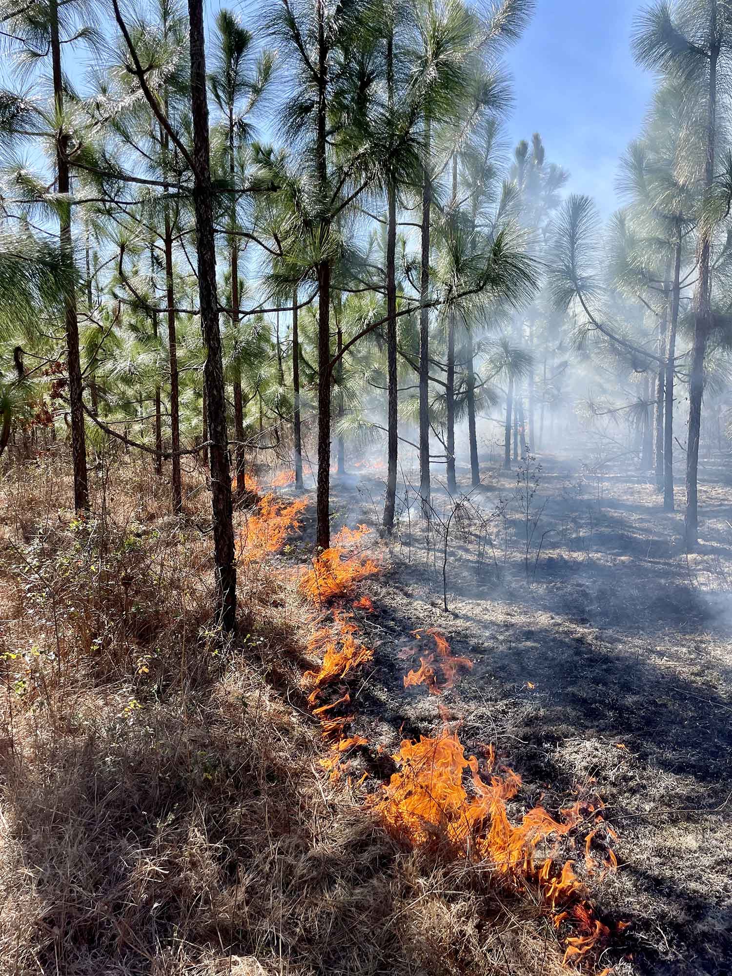 Houston County, GA - Prescribed Fire  Backfire in Longleaf Pines