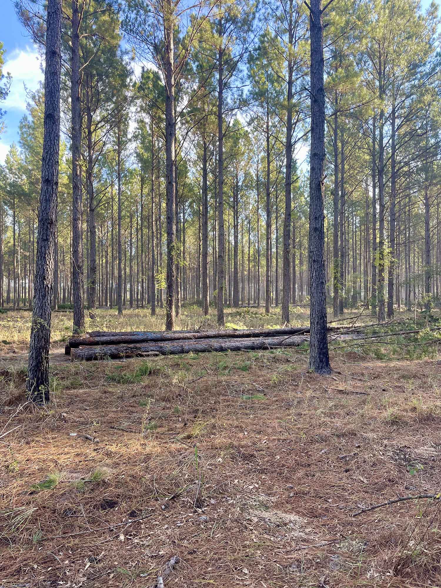 Sumter County, GA - Timber Harvest, Select Harvest